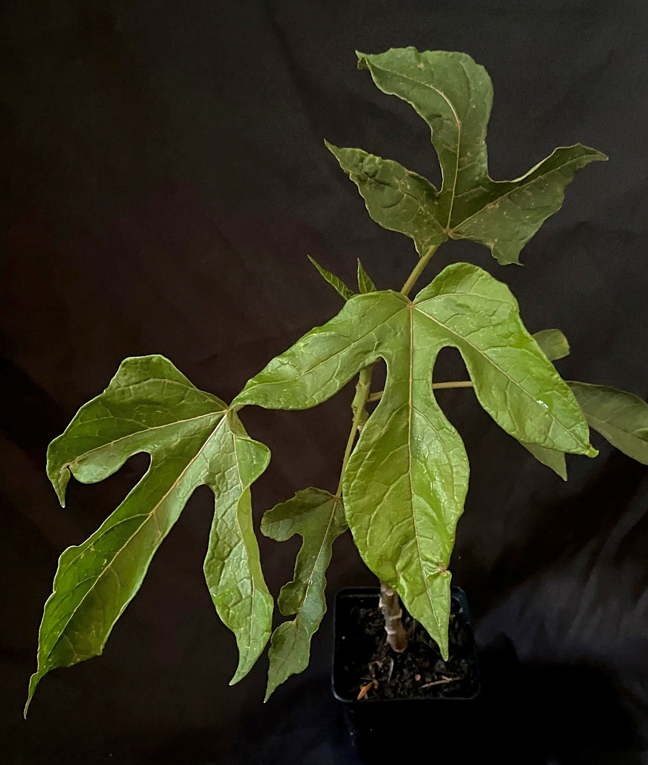 Vasconella pubescens