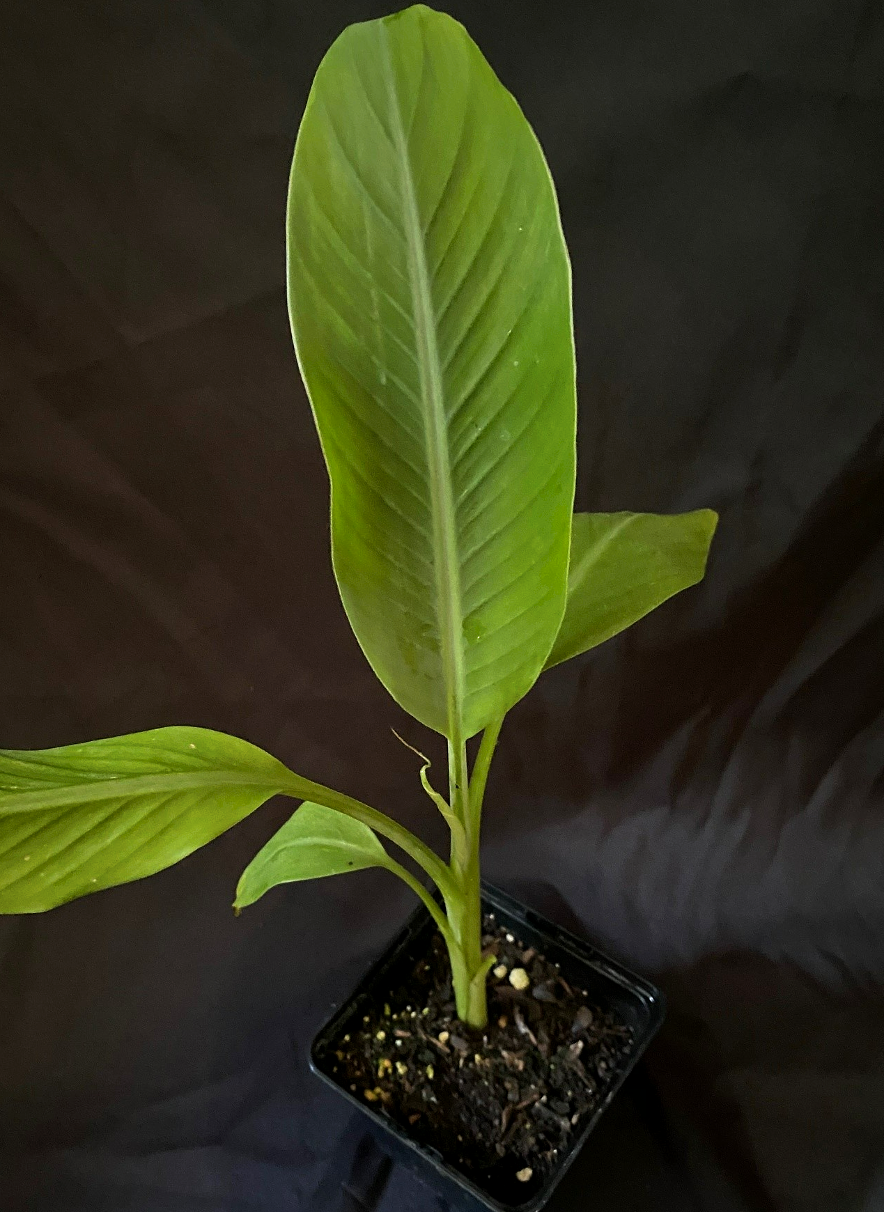 Musa ornata Royal Purple
