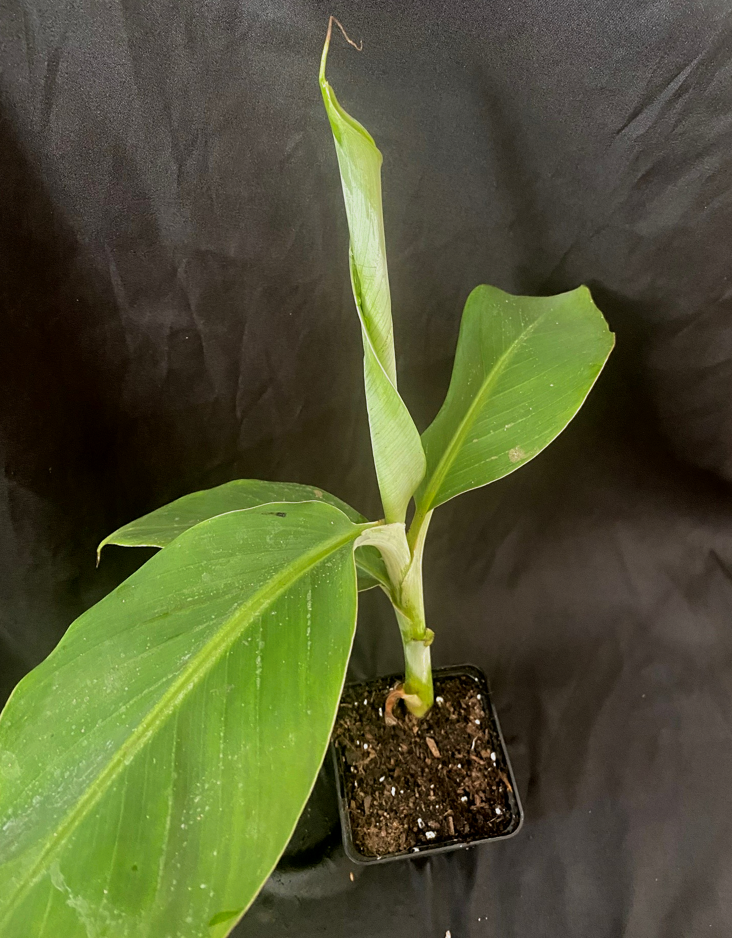 Musa 'Dwarf Orinoco'