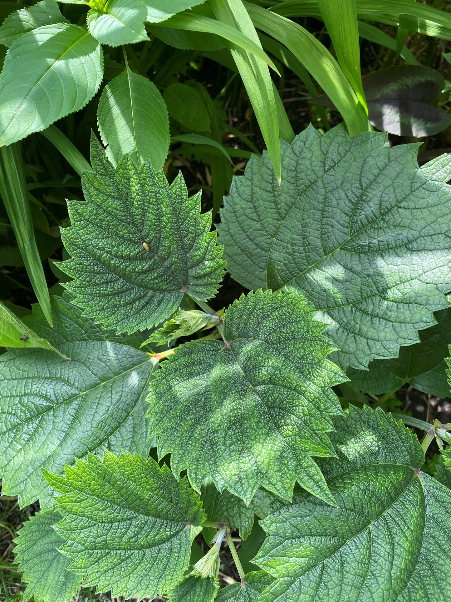 Boehmeria Kyushu Rikishi