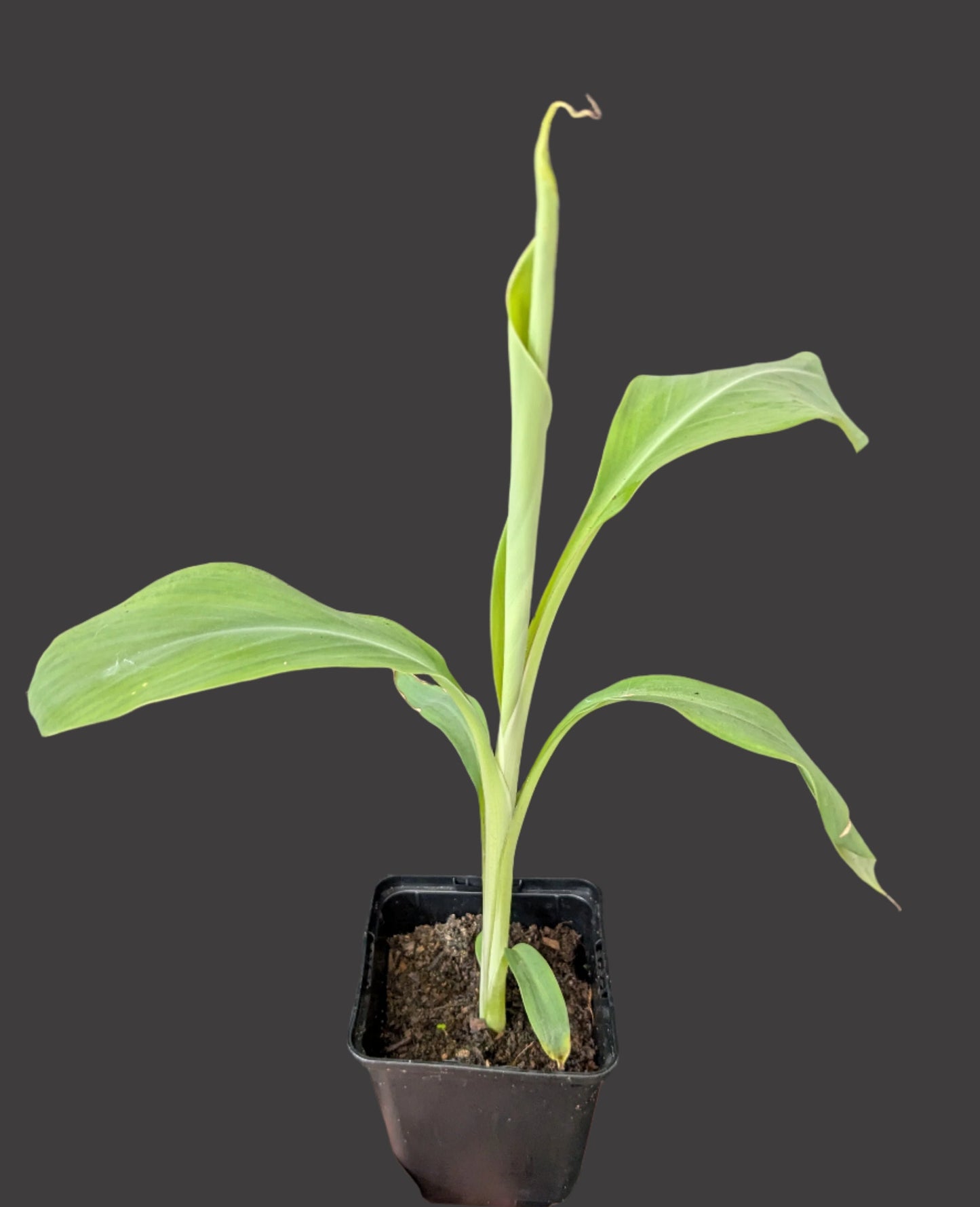Musa balbisiana forma india