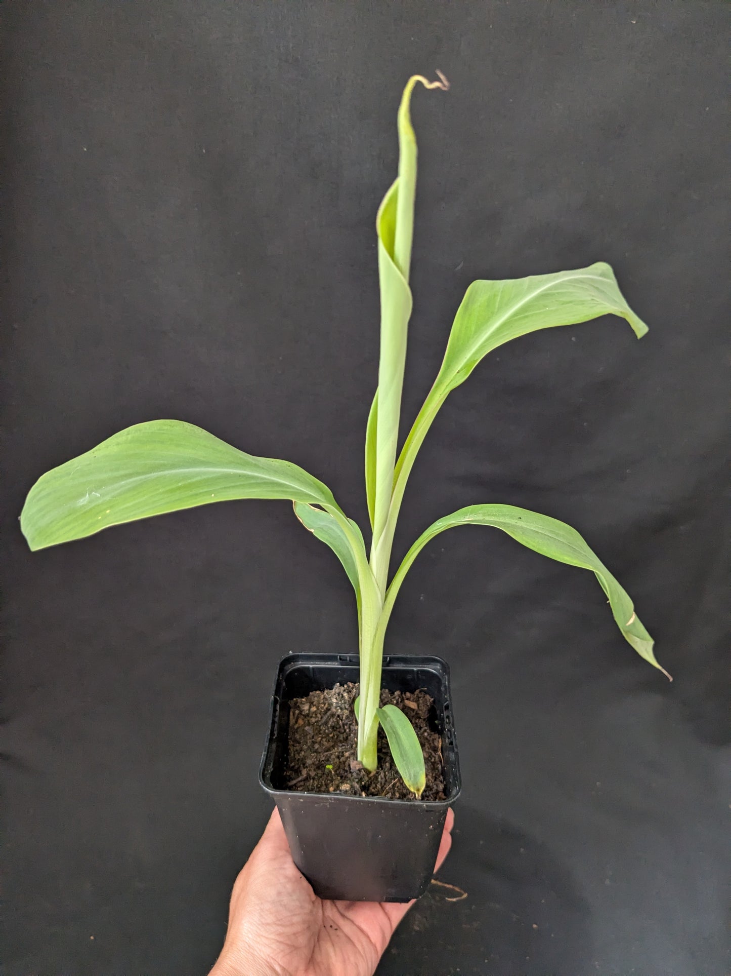 Musa balbisiana