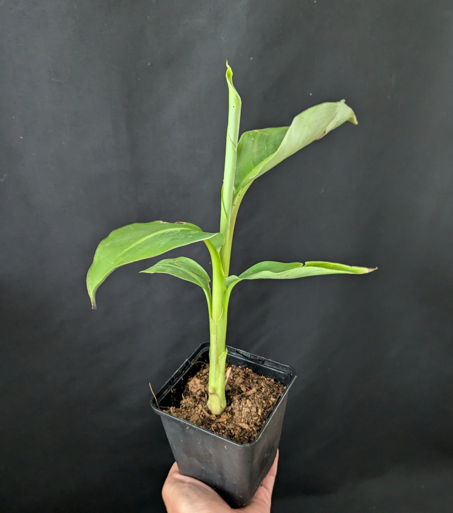 Musa itinerans Burmese Blue