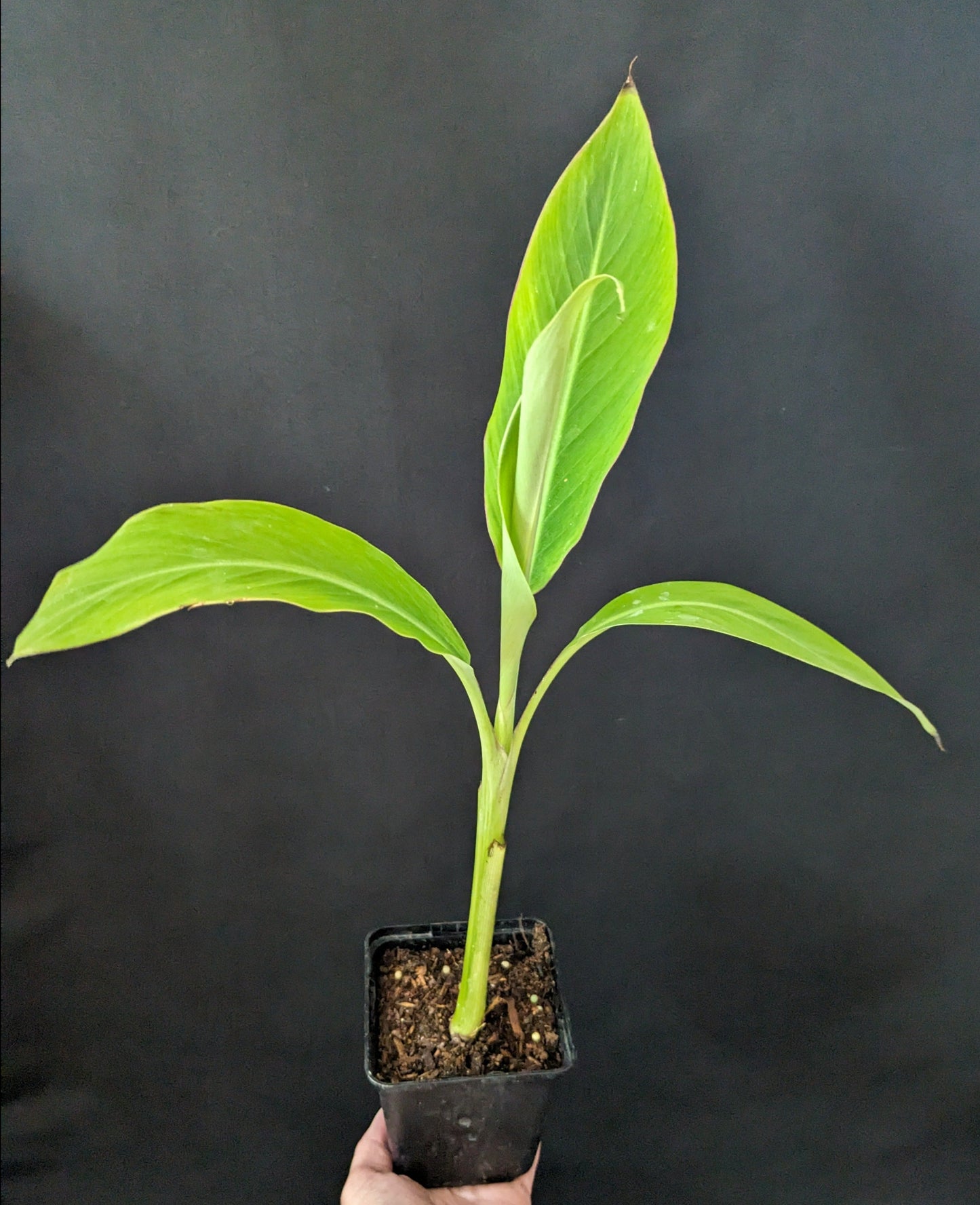 Musa cheesmanii aka 'Atia Black'