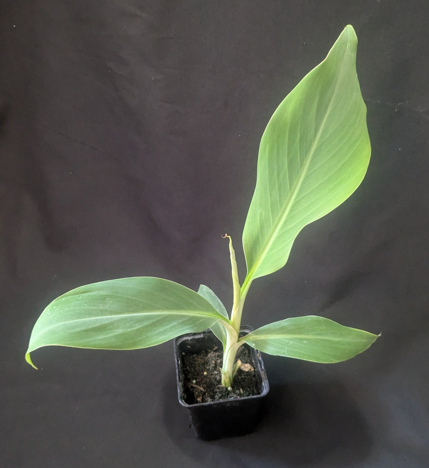 Musa Chini Champa