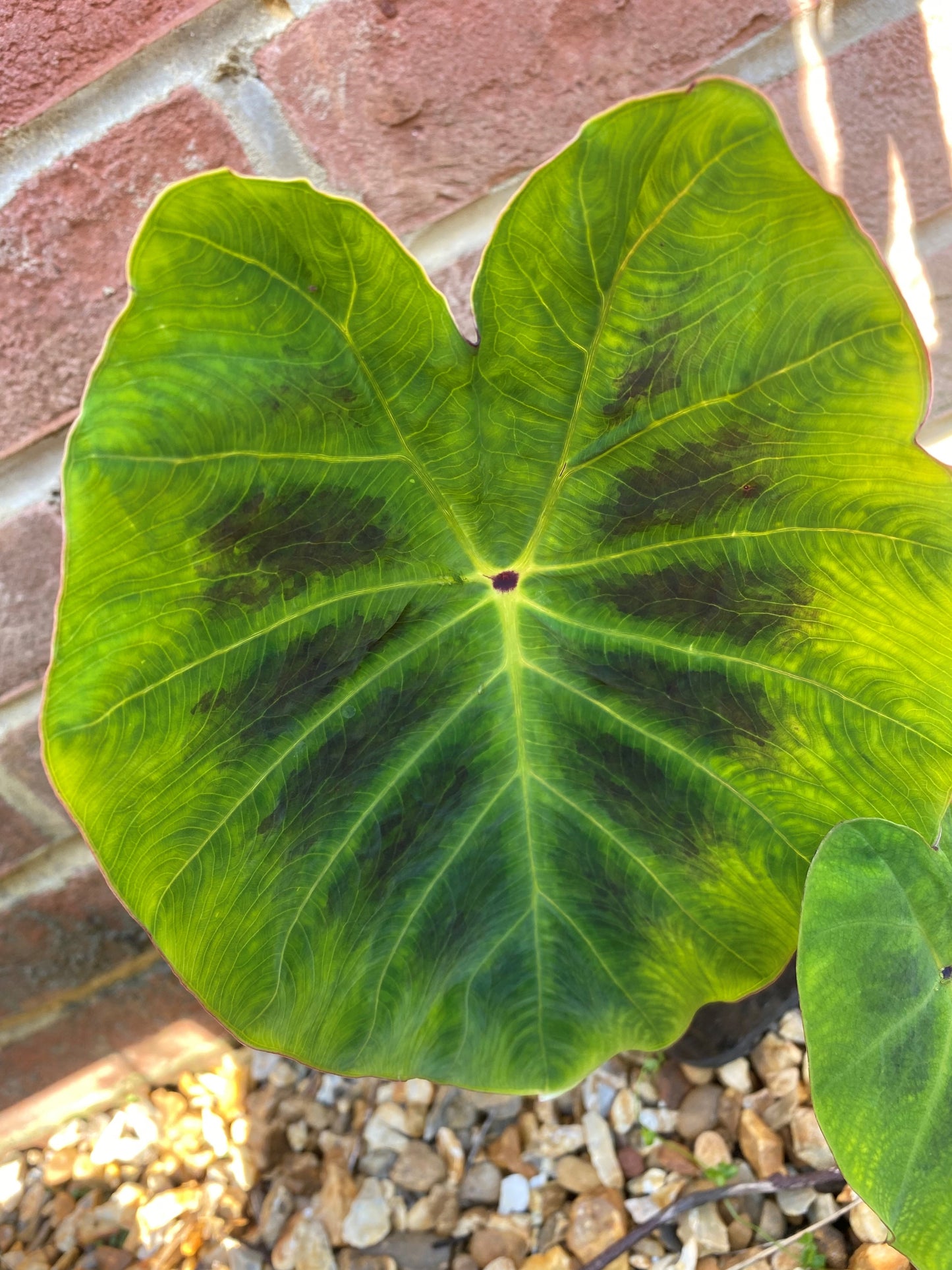 Colocasia gaoligongensis
