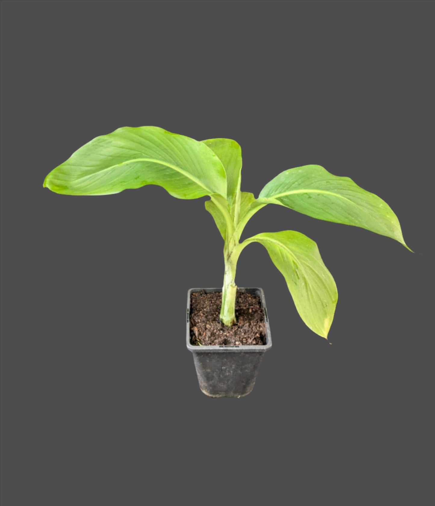 Ensete glaucum