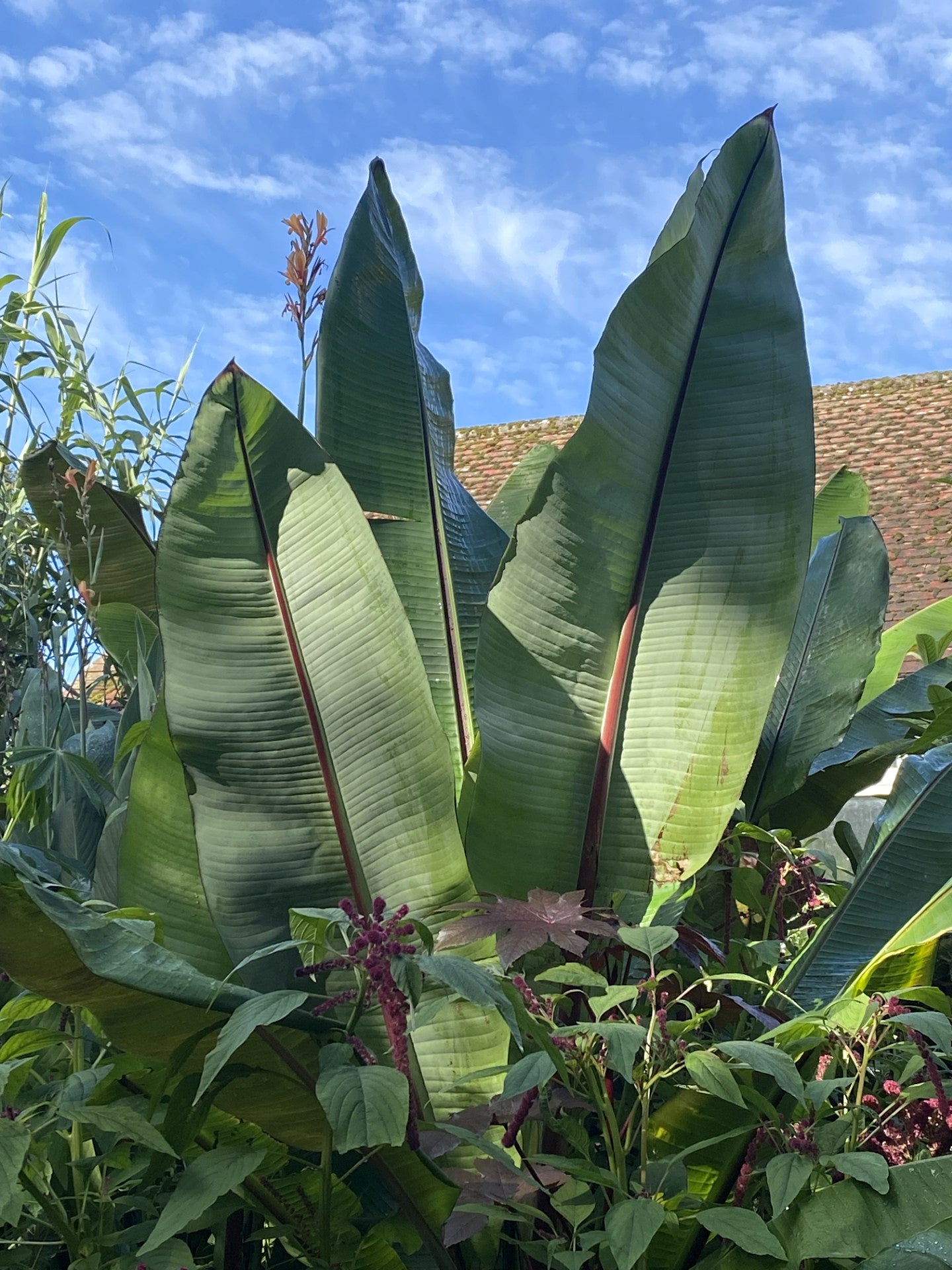 Ensete ventricosum 'Hiniba'