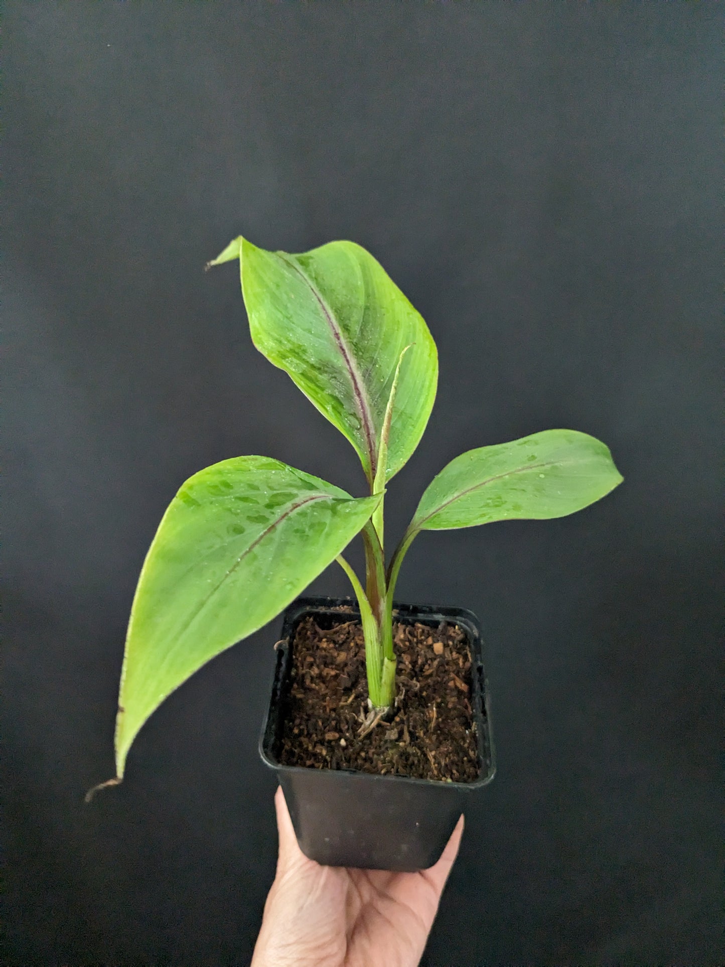 Musa Helen's Hybrid
