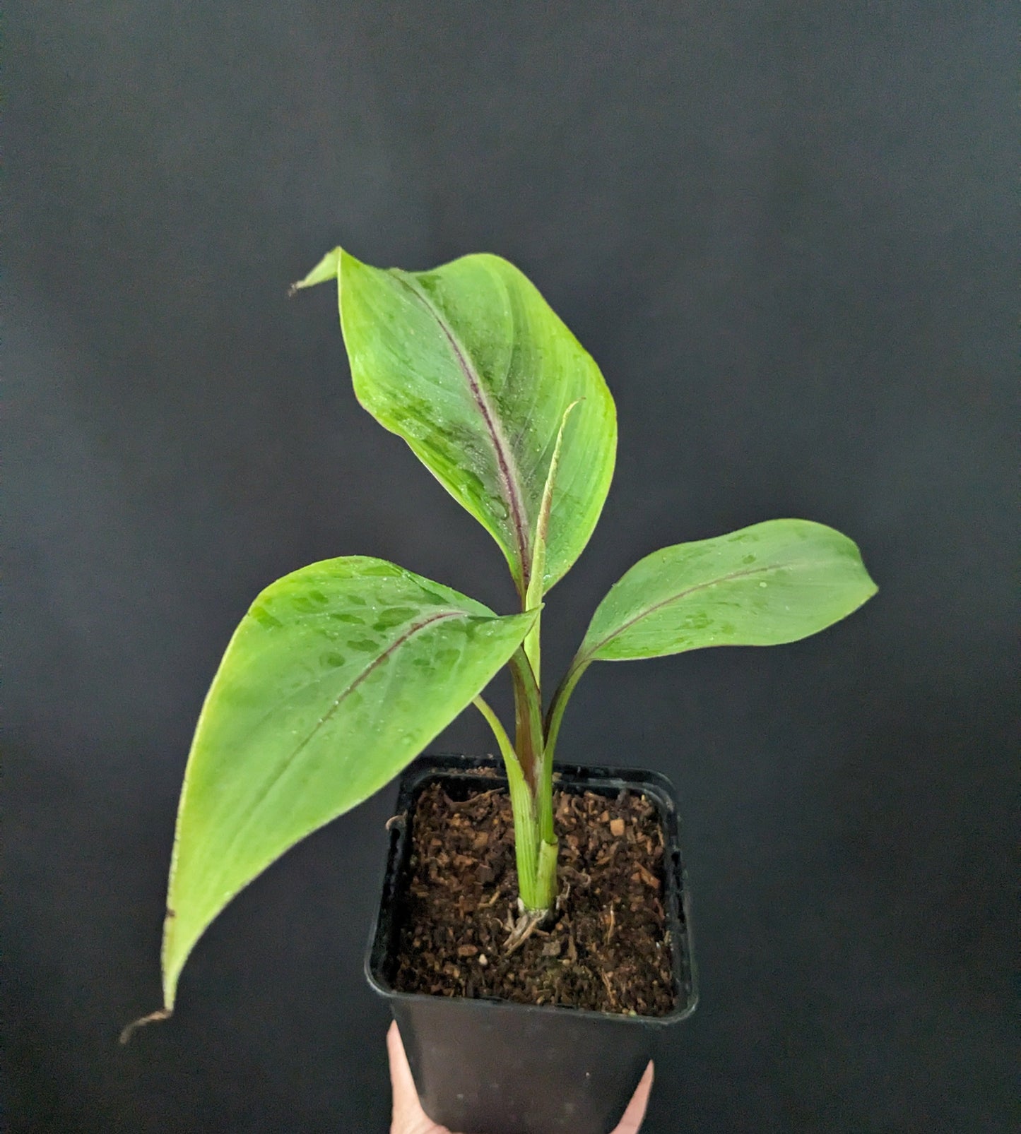Musa Helen's Hybrid