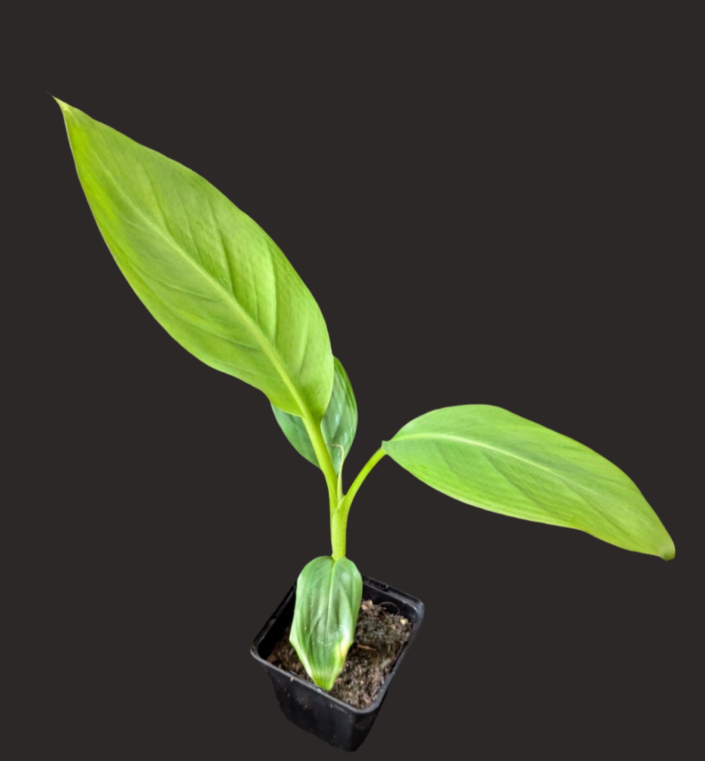 Musa sikkimensis Manipur Massive