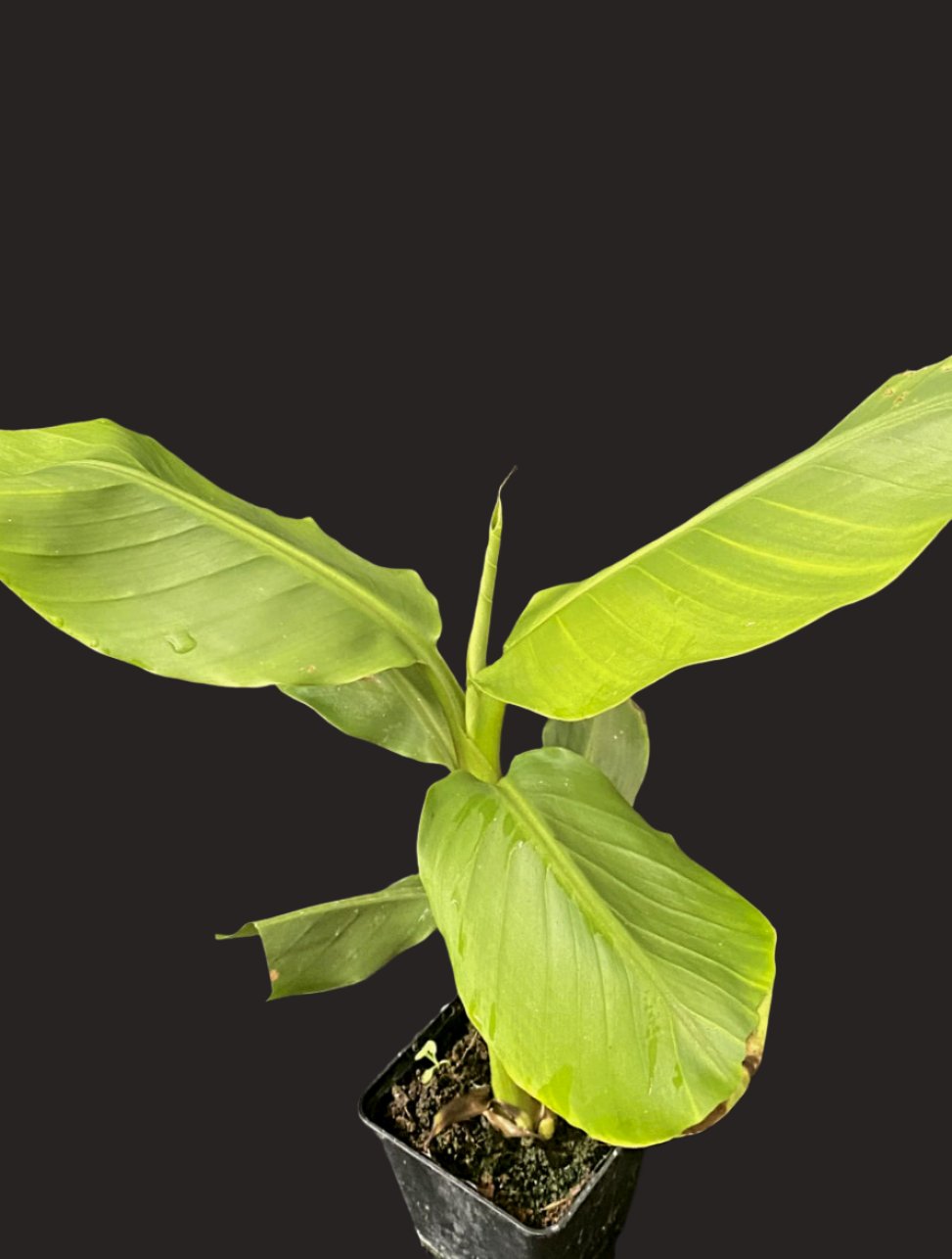 Musa itinerans Mekong Giant