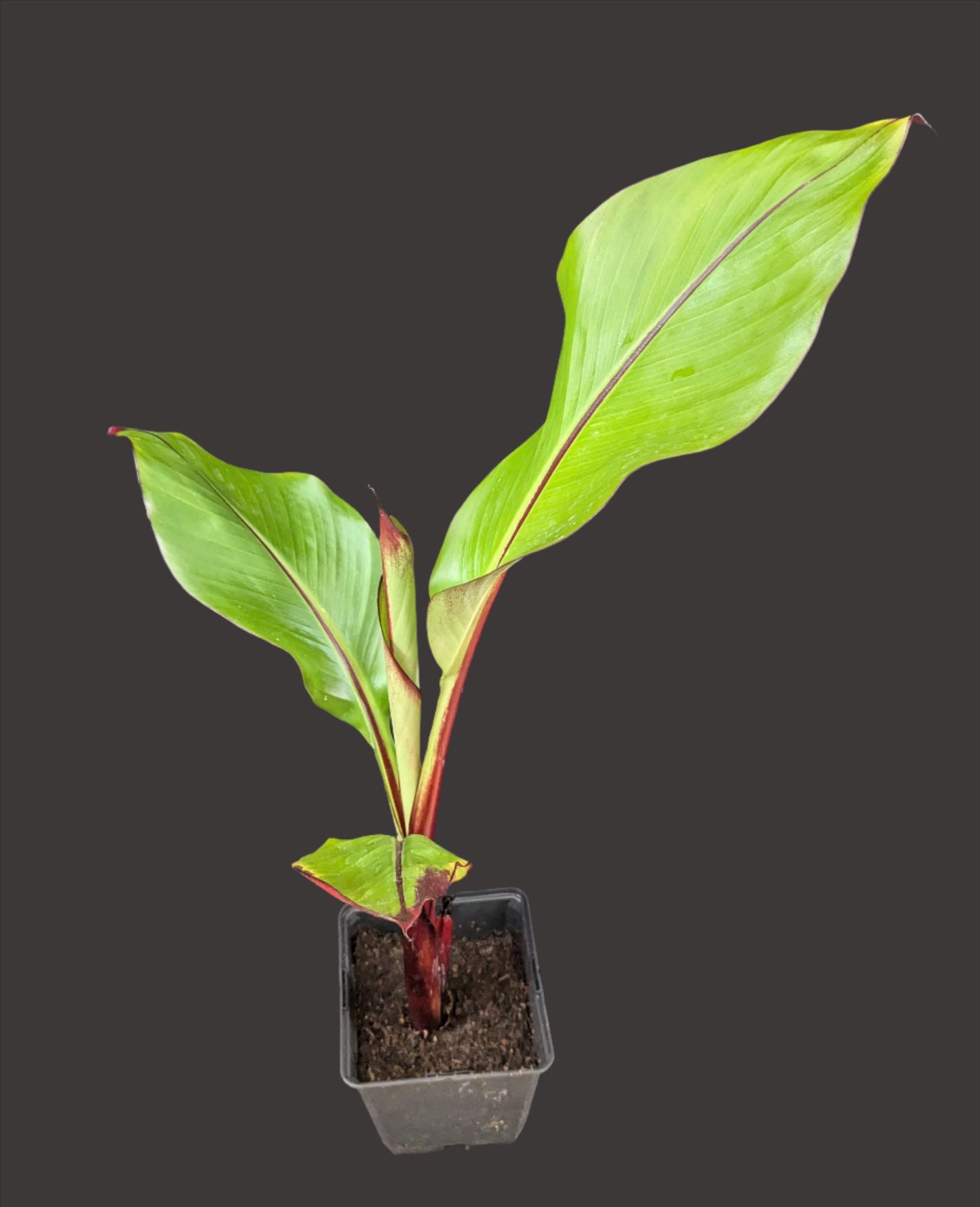 Ensete ventricosum 'Montbeliardii'