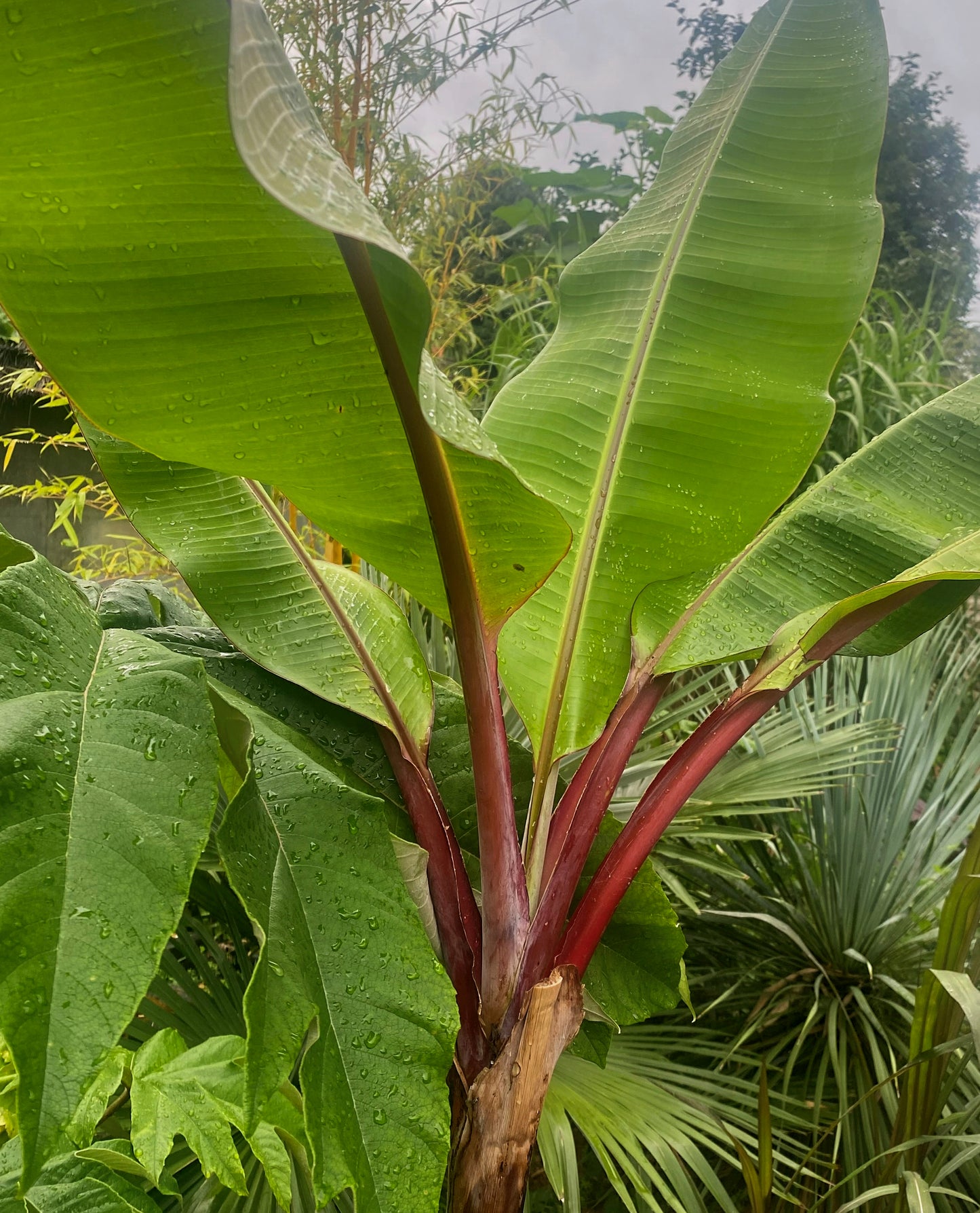 Musa acuminata 'Red Dacca'