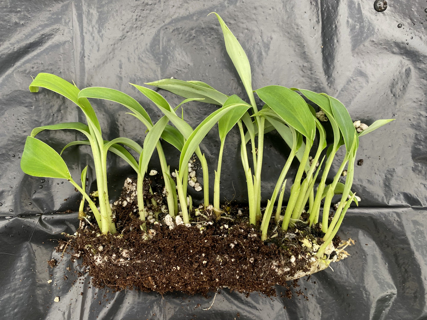 Musa cheesmanii aka 'Atia Black'