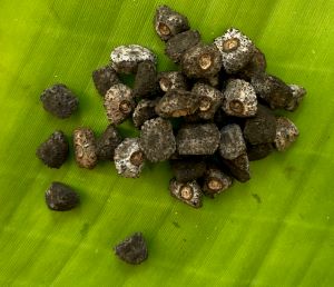 Musa mannii