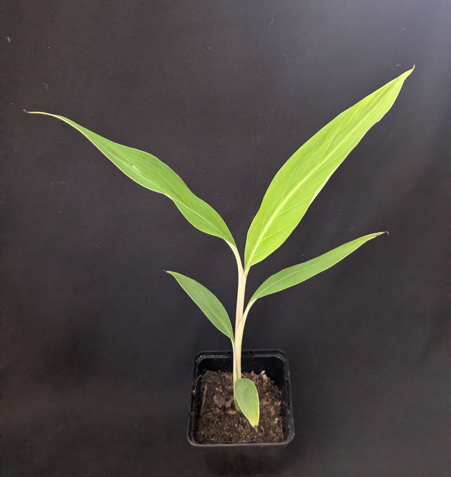 Musa nagensium