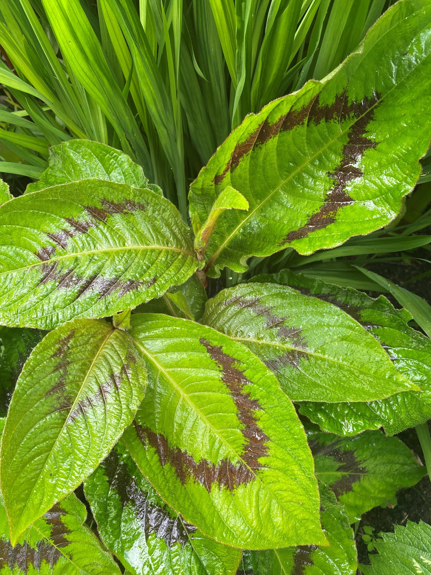 Persicaria virginiana 'Brush Strokes'