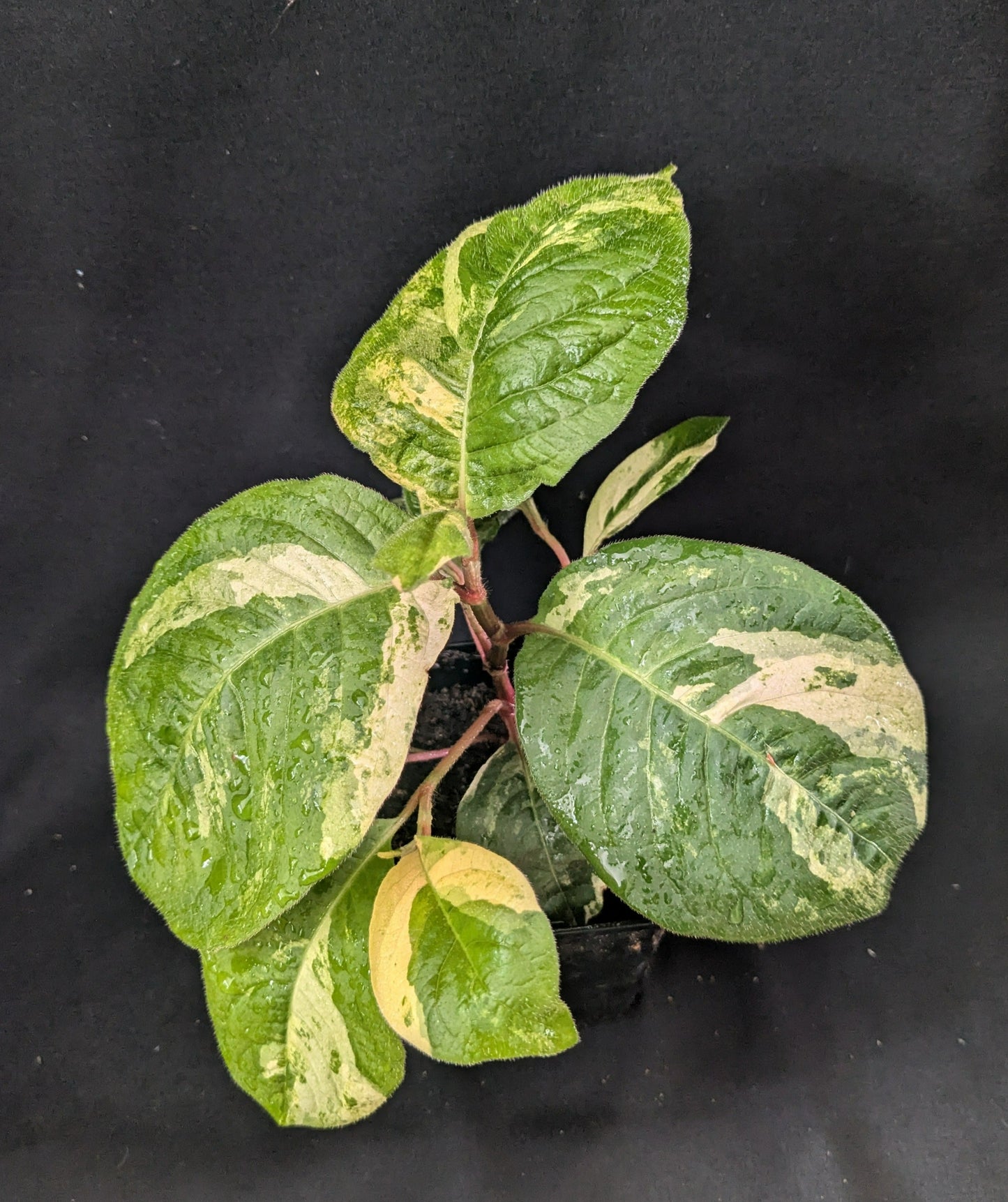 Persicaria virginiana variegata