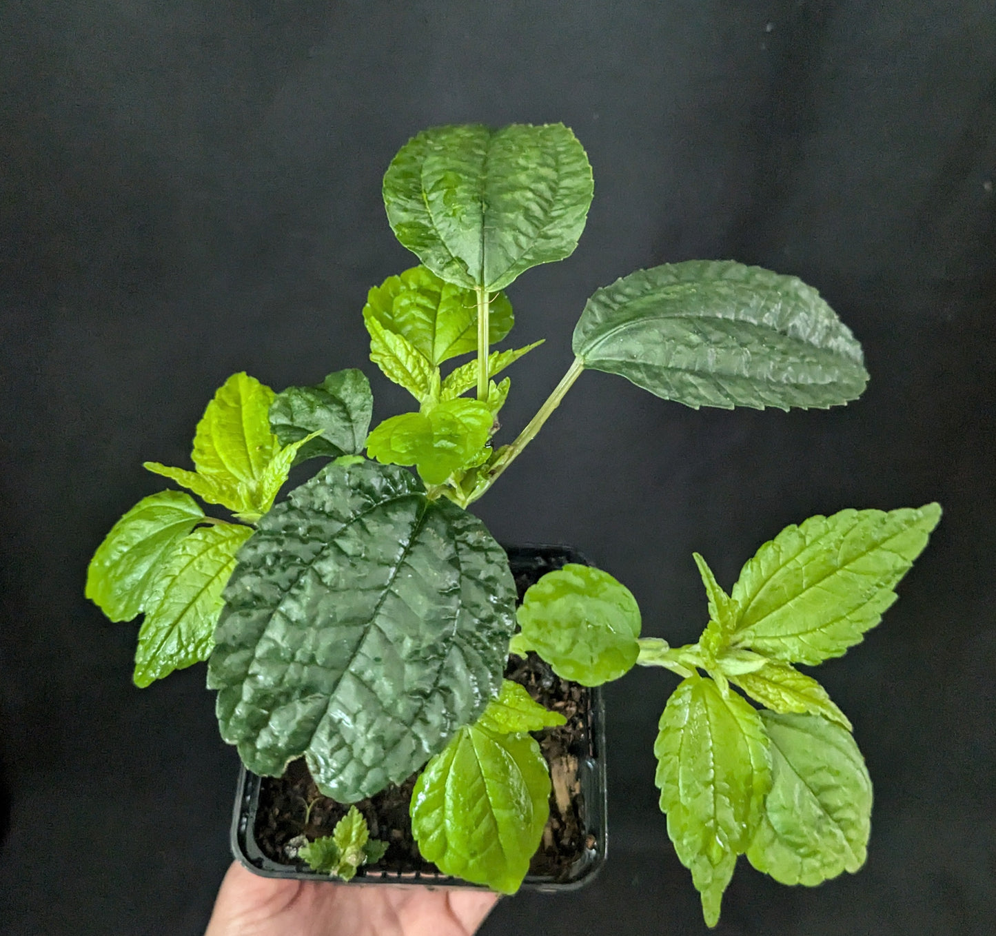 Pilea angulata subsp. petiolaris