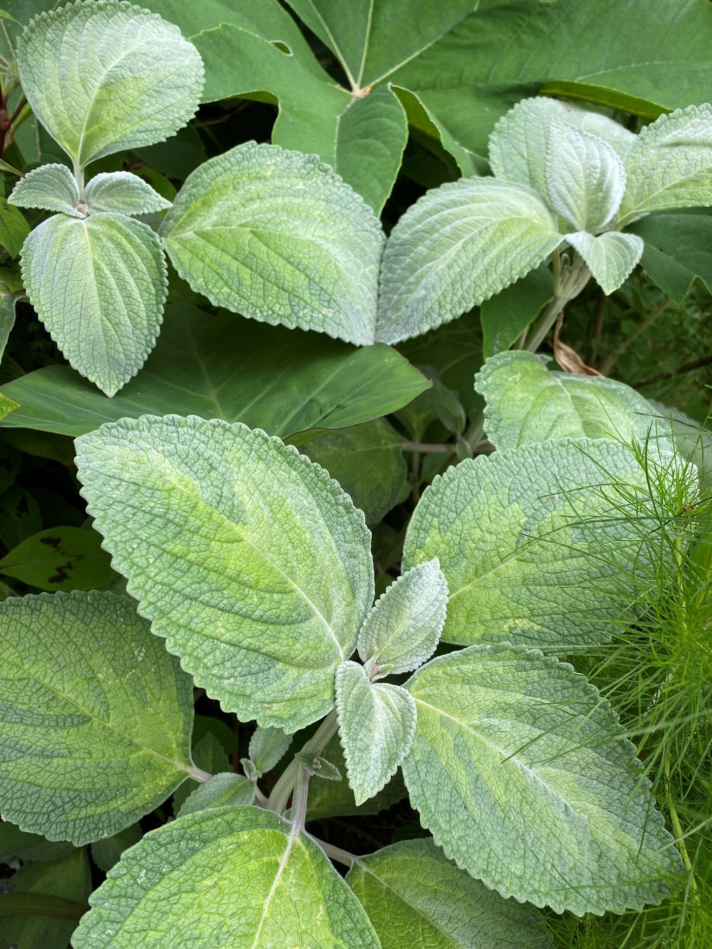 Plectranthus Franklin's Lime Light