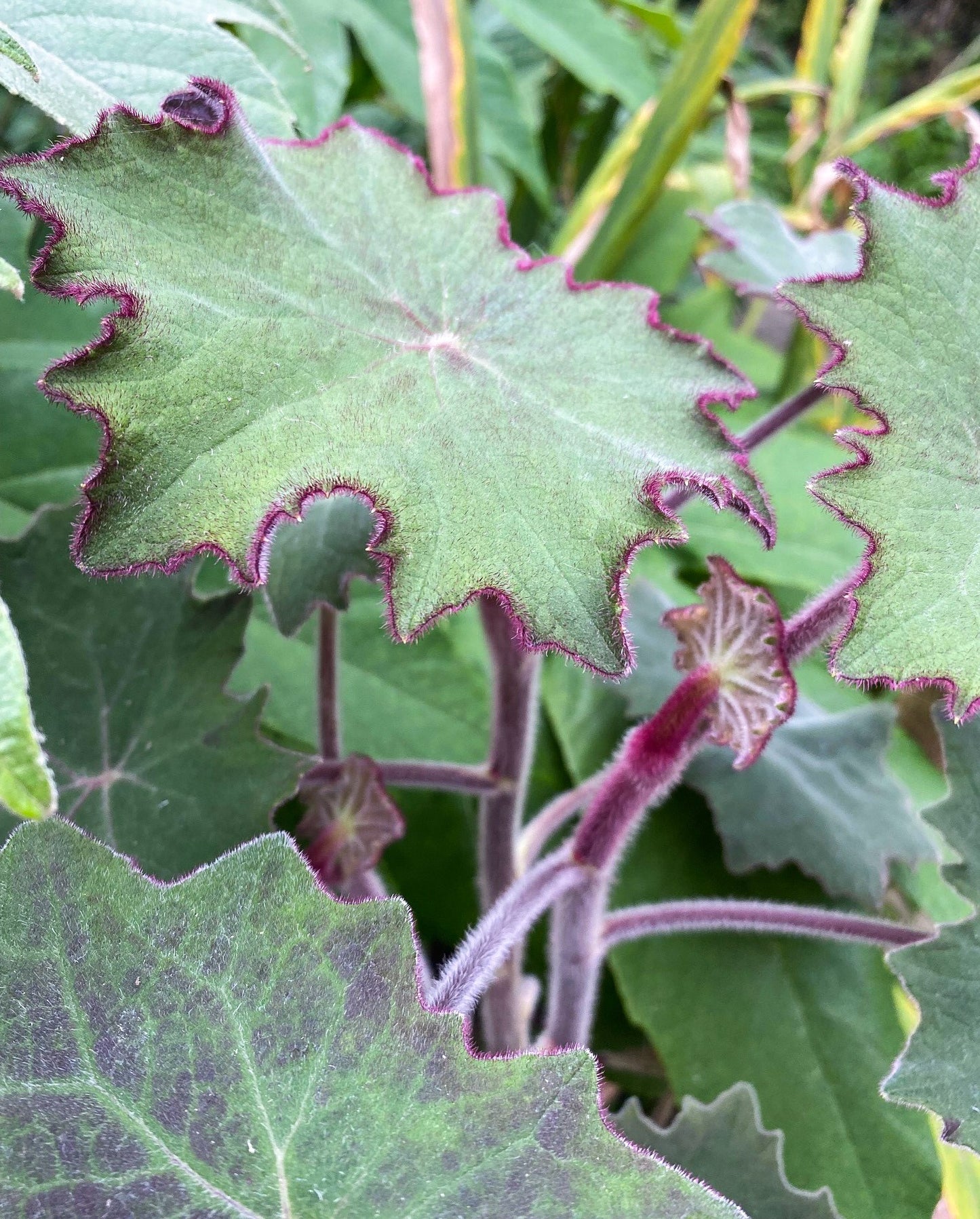 Roldana petasitis var cristobalensis