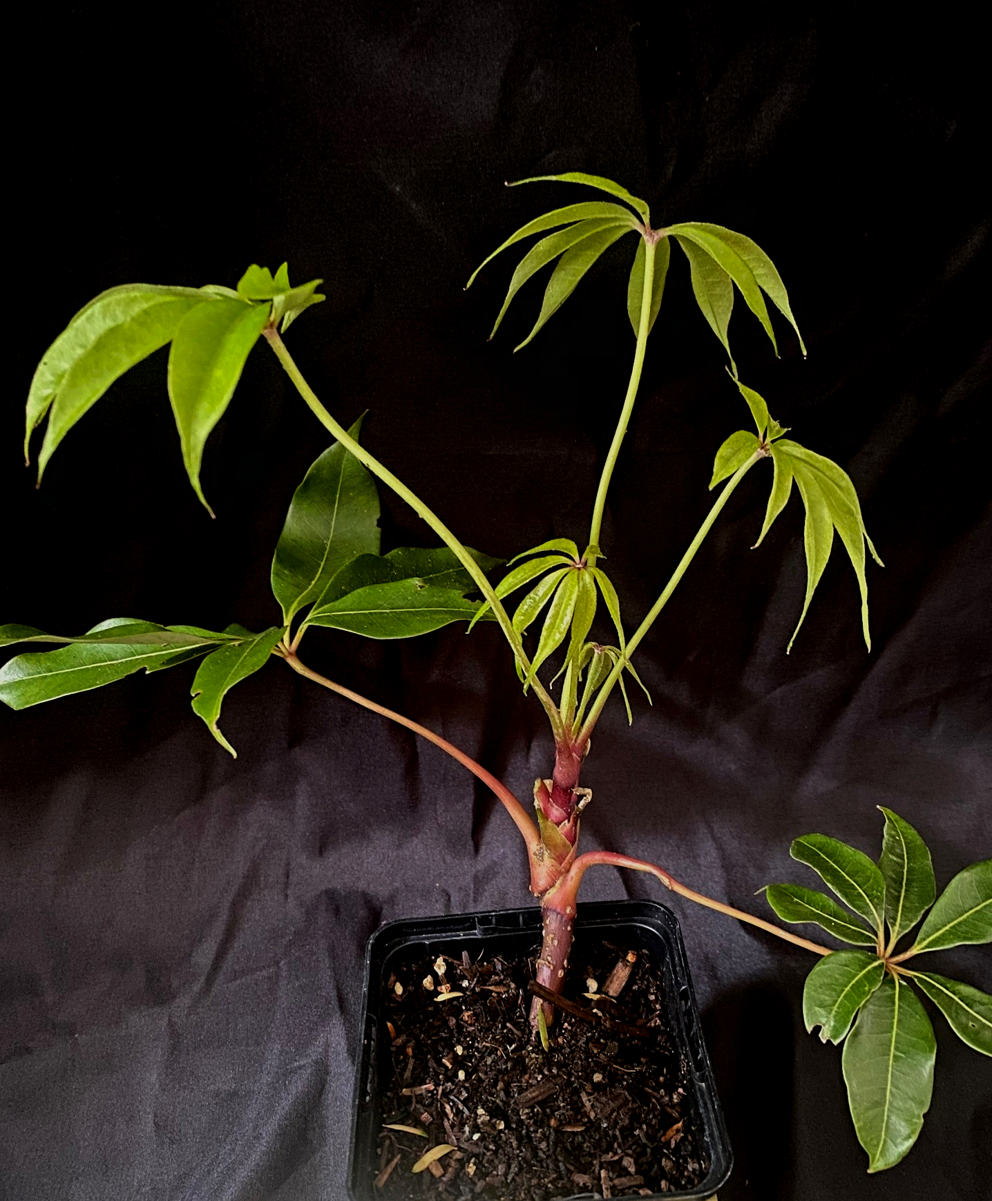 Schefflera shweliensis