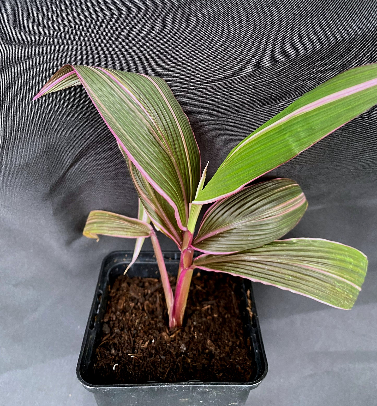 Setaria palmifolia 'Retpela Pitpit Wantaim Waitpela Mak'