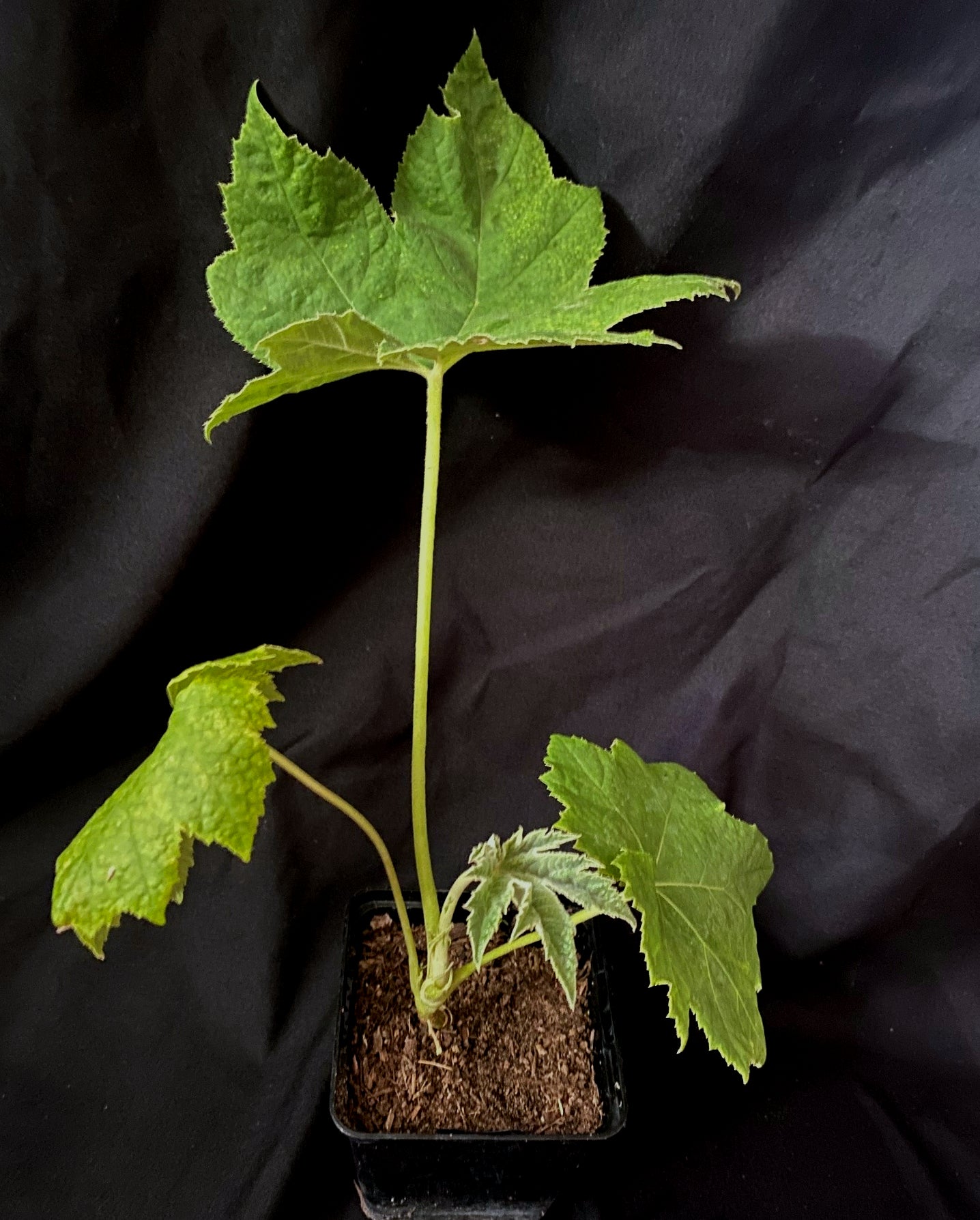 Tetrapanax papyrifer