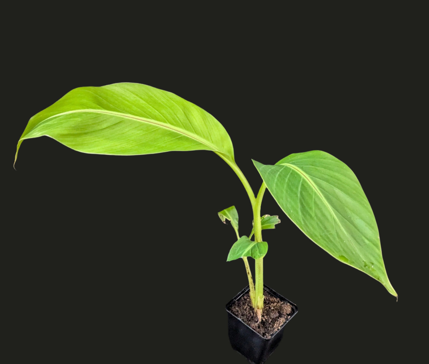 Musa velutina