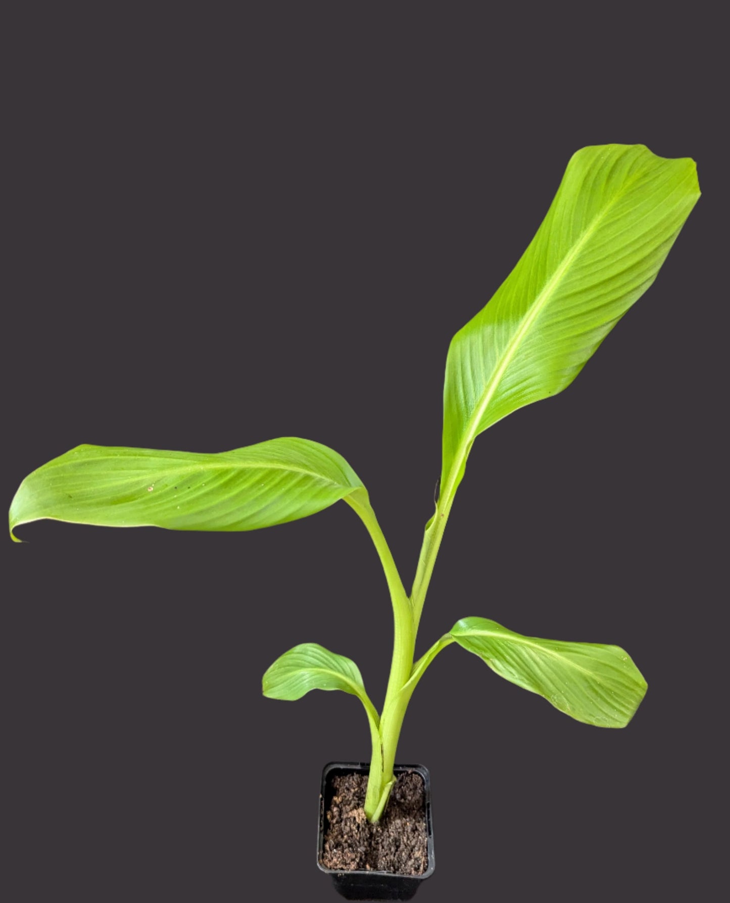 Ensete ventricosum 'large seed'