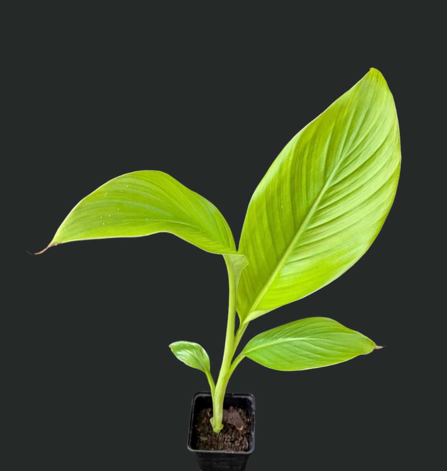 Ensete ventricosum