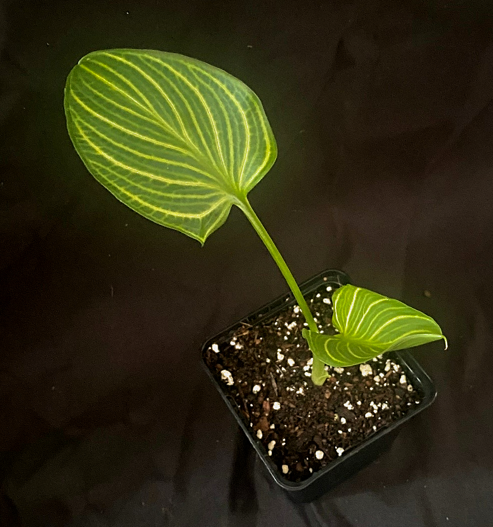 Zantedeschia aethiopica 'African Gold'