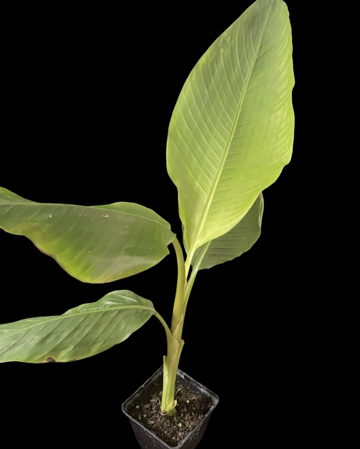 Musa aurantiaca