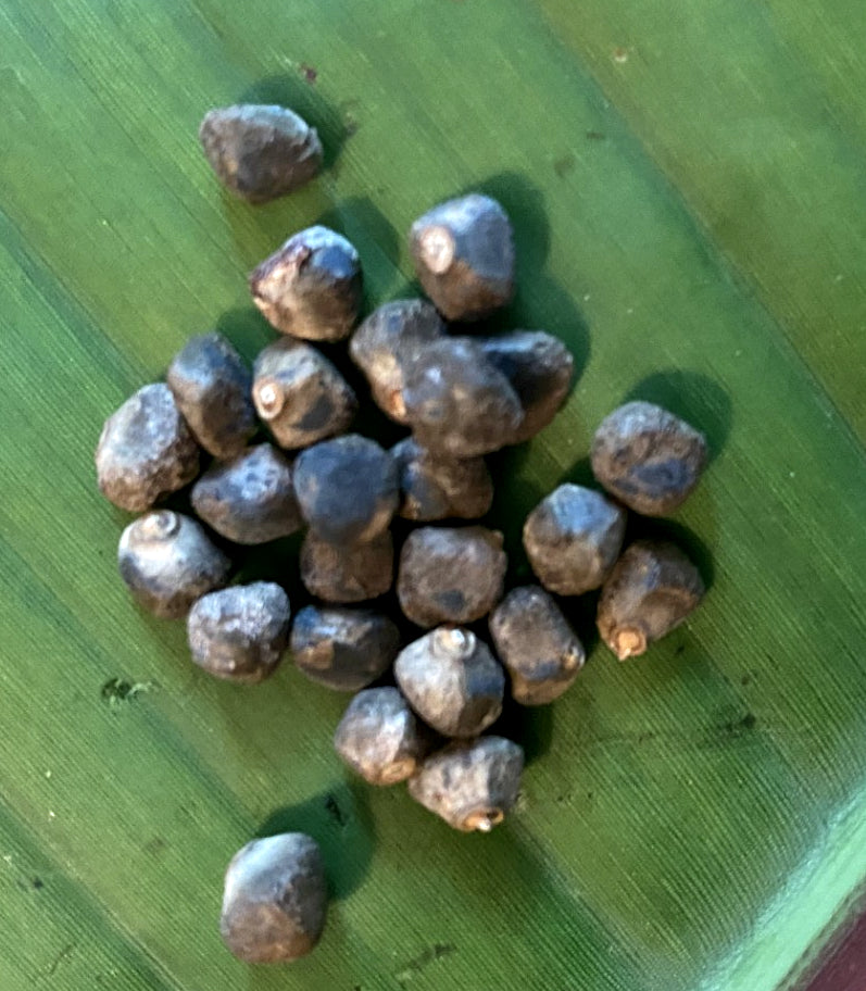 Musa balbisiana 'Gigantea'