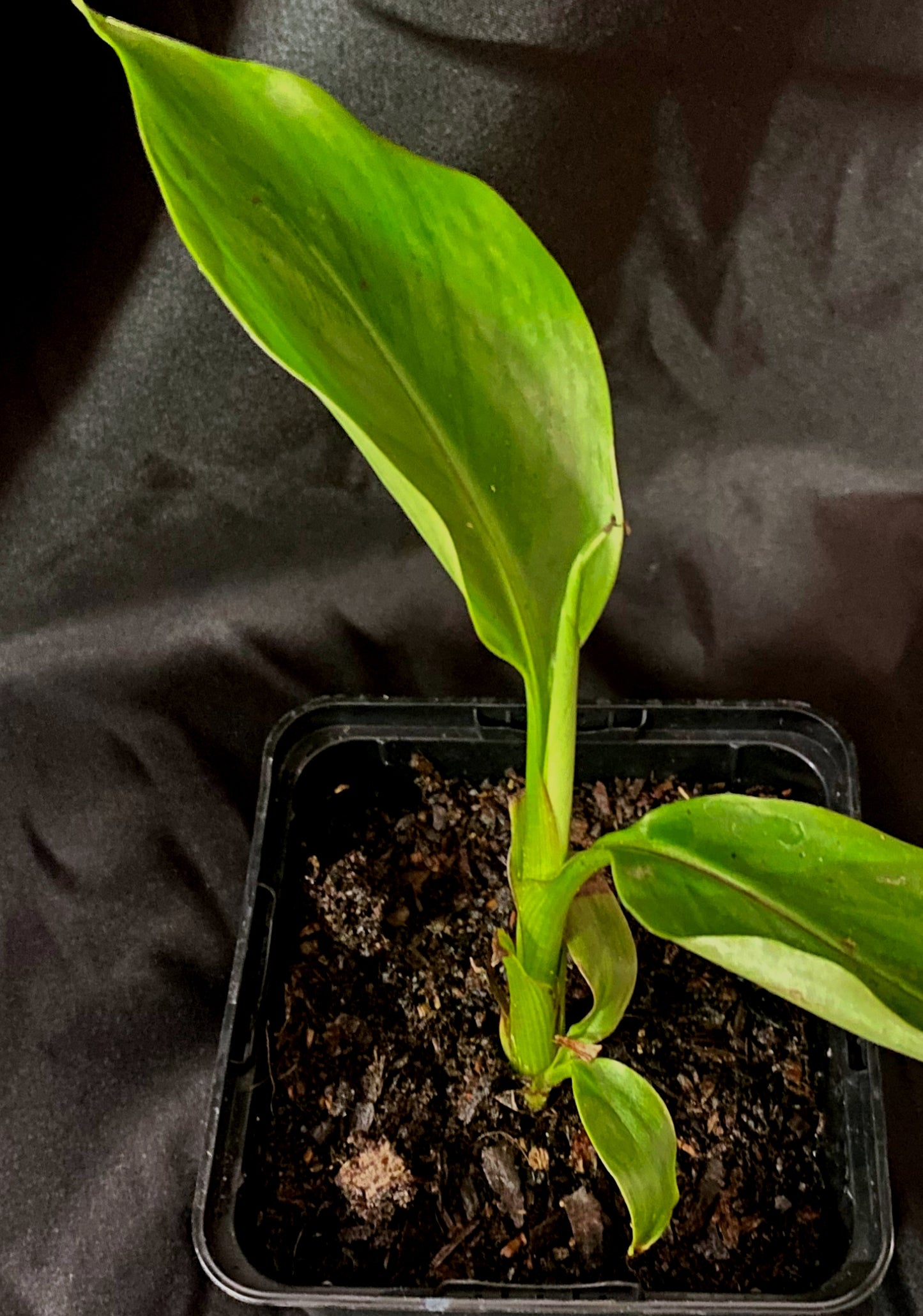 Musa chunii