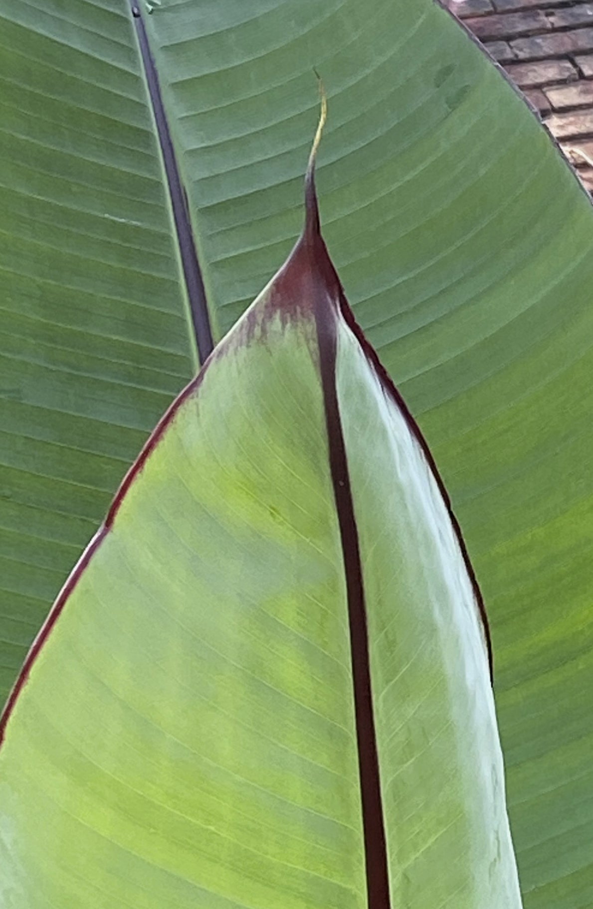 Ensete ventricosum 'Hiniba'