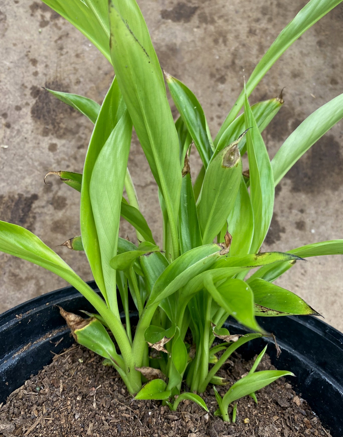 Ensete ventricosum 'Hiniba'