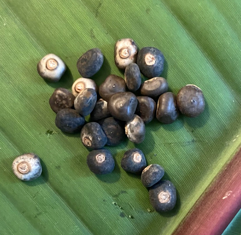 Musa laterita