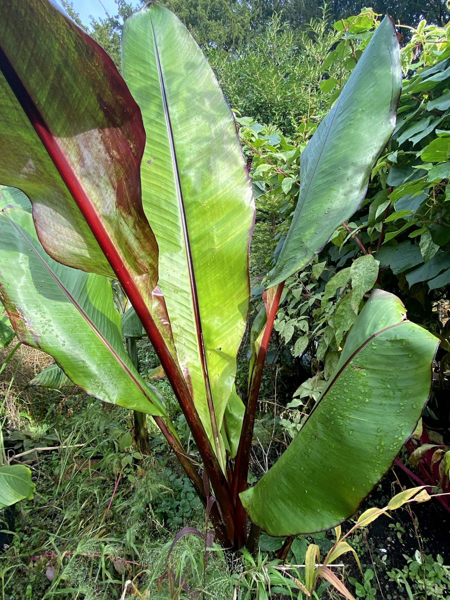 Ensete ventricosum 'Montbeliardii'