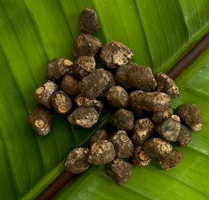 Musa cheesmanii aka 'Atia Black'