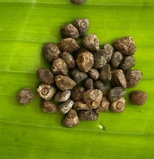 Musa chunii