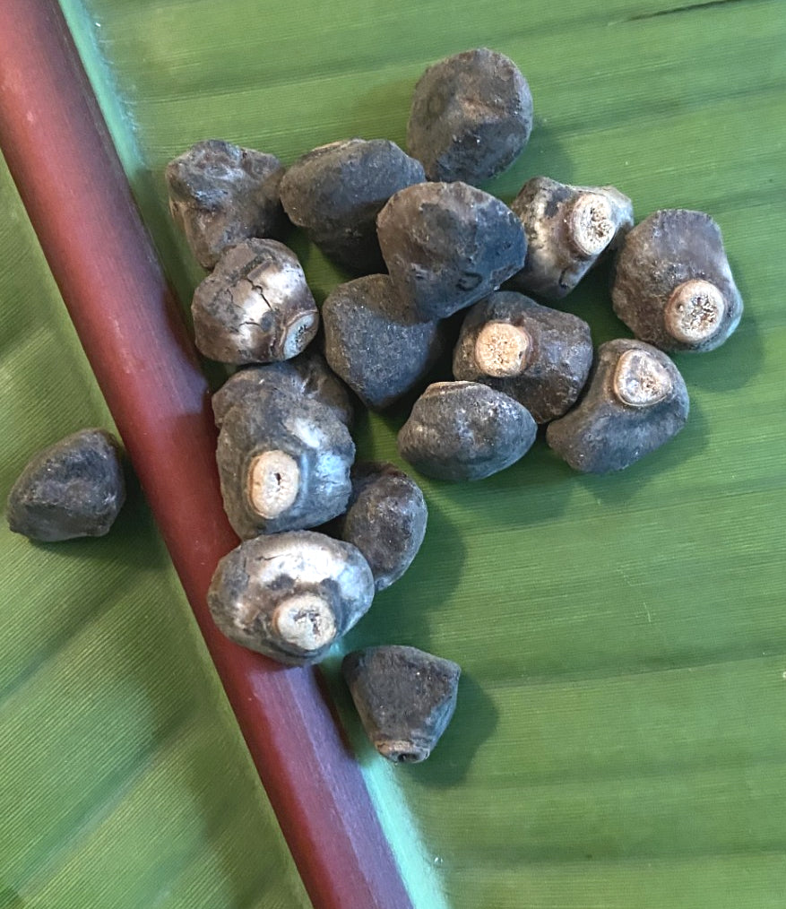 Musa nagensium