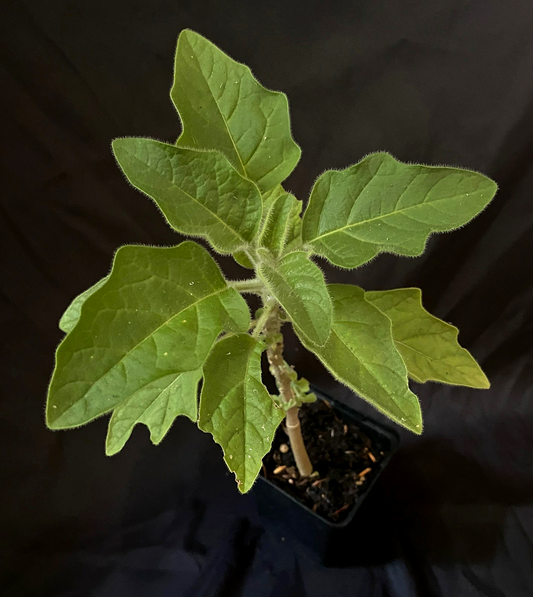 Brugmansia sanguinea 'Vermillion'