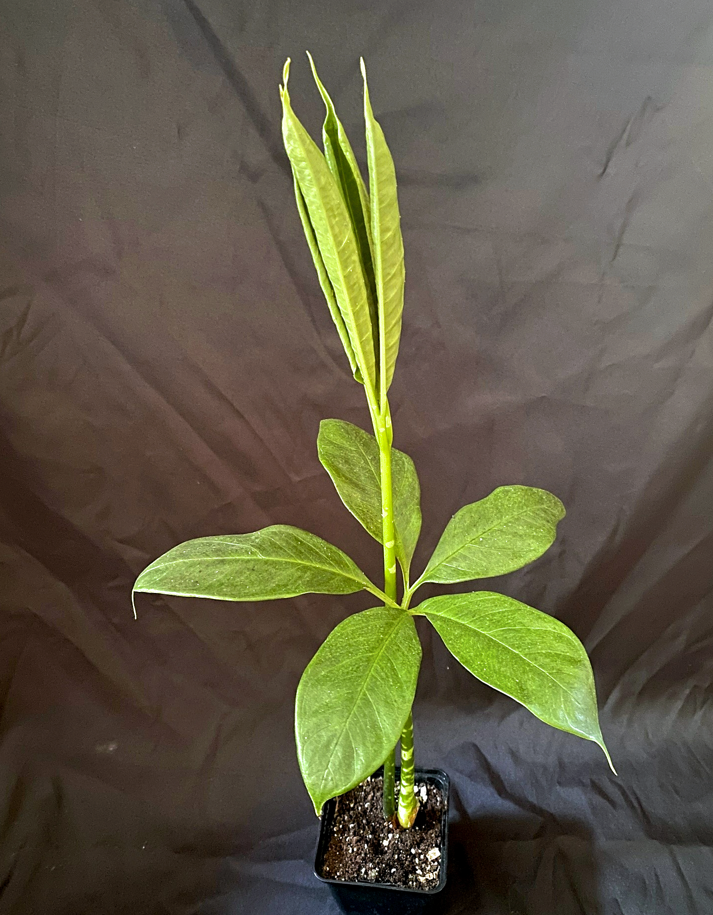 Amorphophallus titanum