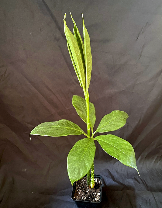 Amorphophallus titanum