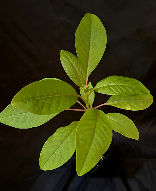 Phytolacca dioica