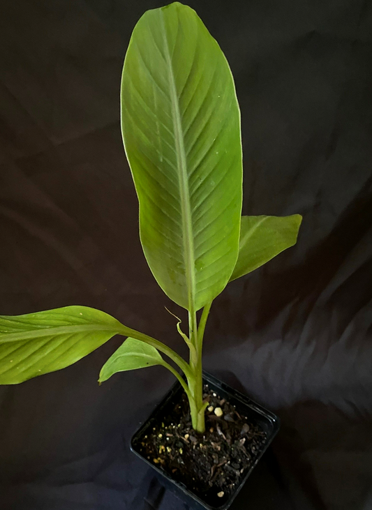 Musa ornata Royal Purple
