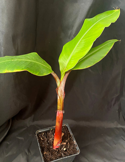 Musa acuminata 'Red Dacca'