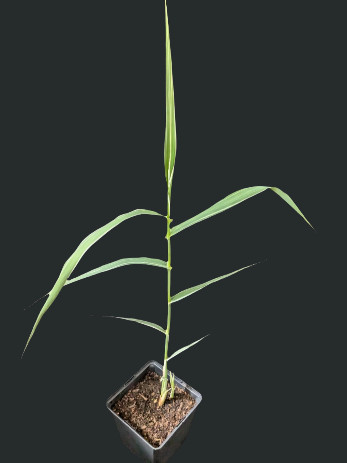 Arundo donax 'Peppermint Stick'